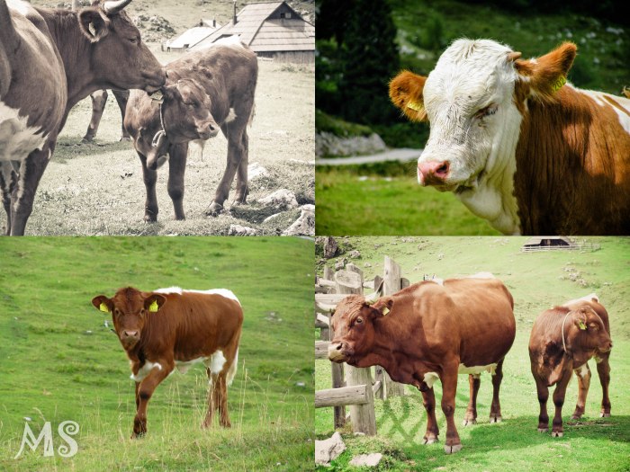 cows-2